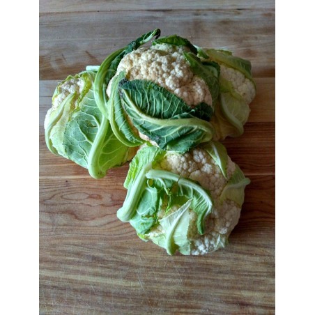 1 CHOUX FLEURS (PIECE)